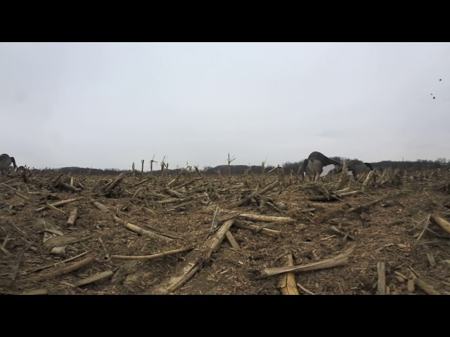 360 Goose Hunting