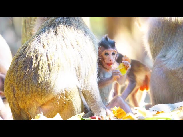 Cute baby monkey is live Day 044 | EP 09 ​|