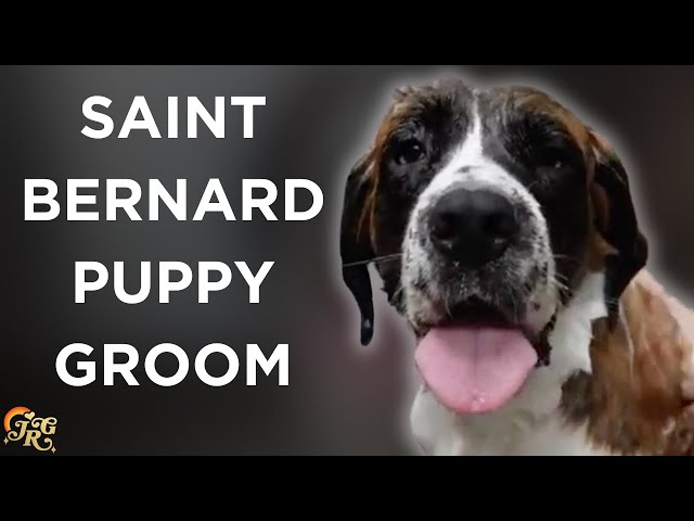 Saint Bernard Puppy Groom | Rescue Revamp