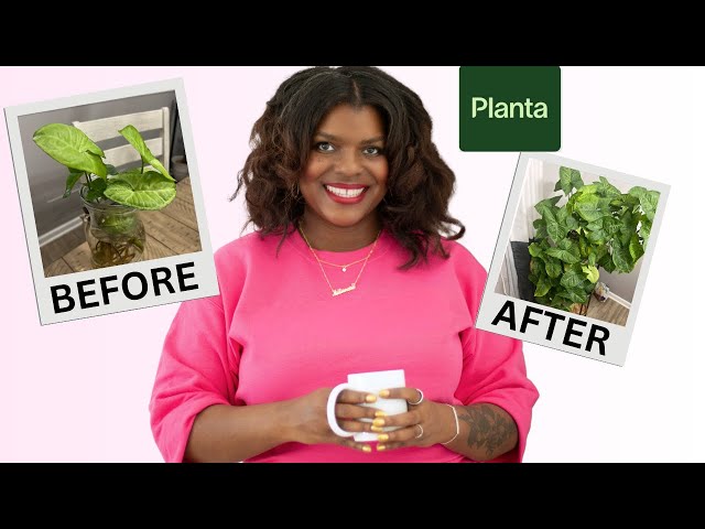 BEST WAY to keep indoor plants ALIVE: Planta App Review