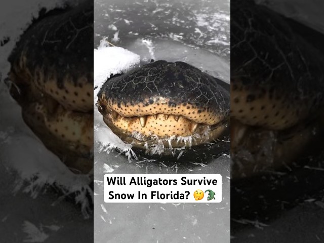 Will Alligators Survive Snow In Florida? 🤔🐊#shorts #alligator