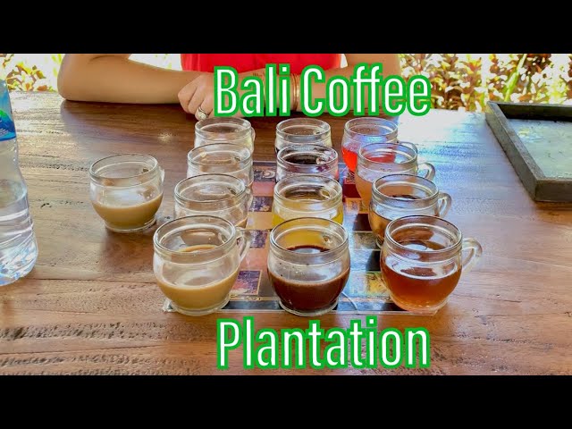 Bali Coffee Plantation | Luwak Coffee | Ubud | BeckyWanders