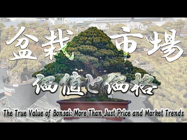 The True Value of Bonsai: More Than Just Price and Market Trends