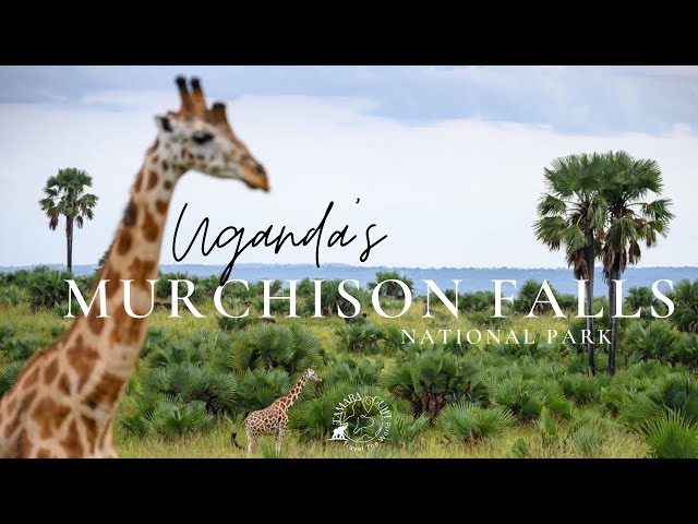 Murchison Falls National Park, one of the most visited parks in Uganda!