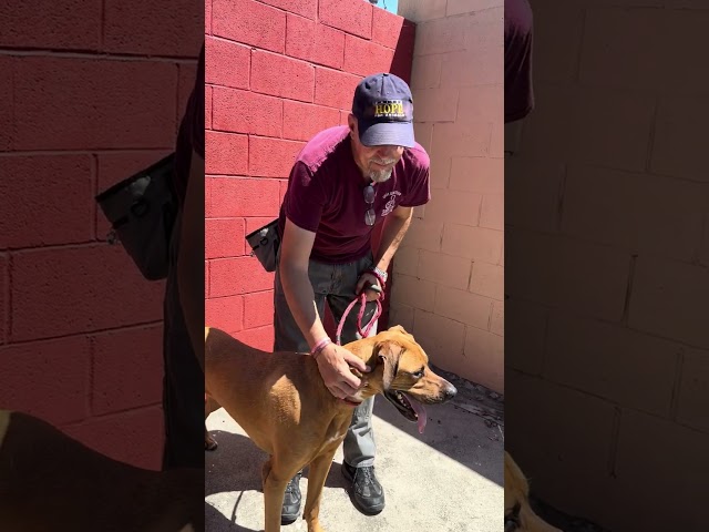 NEW A5401916 Luna | Rhodesian Ridgeback Mix