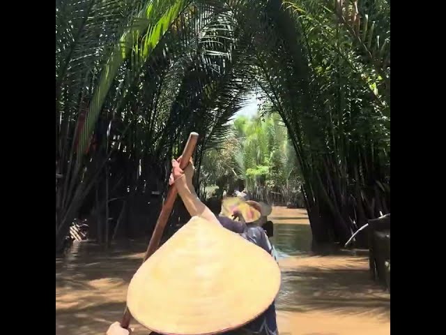 🌴video of the Mekong River filled with warm sunlight [Healing / mental and physical stability]