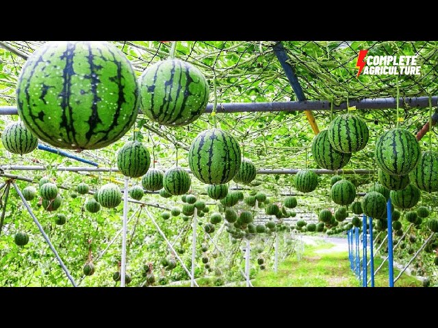 Japanese Expensive Watermelon Agriculture Technology Greenhouse Cultivation Harvesting & Processing