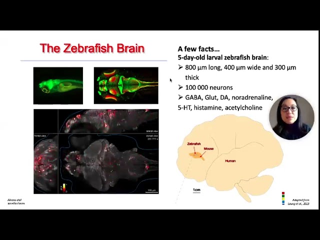 IMT Use Case: Using Zebrafish to Model Neurodevelopmental Disorders and Cancer