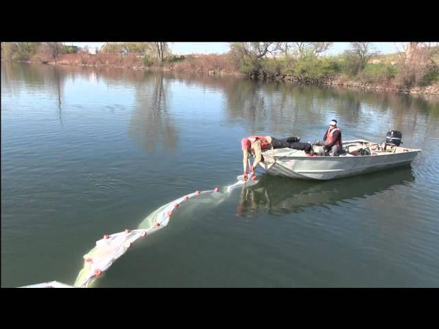 Understanding the Emeral Shiner