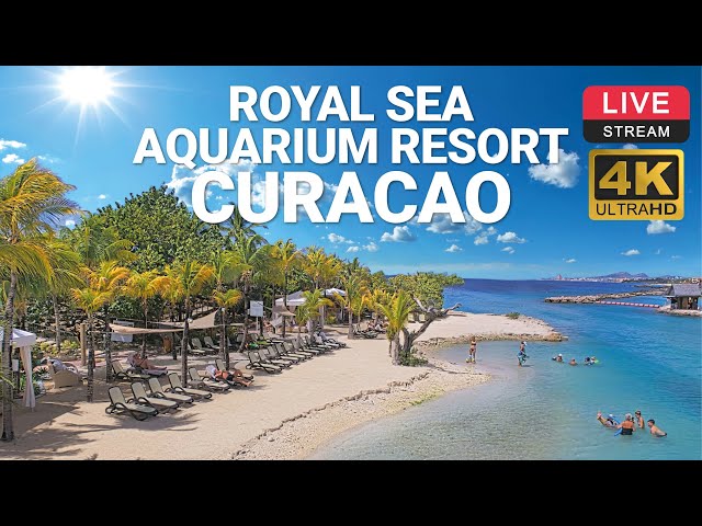 The Royal Sea Aquarium Resort | Curacao 🌴☀️ LIVE CAM 4K