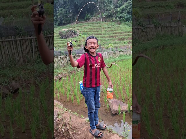 SURVIVAL SKILLS Mancing Malah Dapat Belut Sangat Seru Di Sawah #shorts