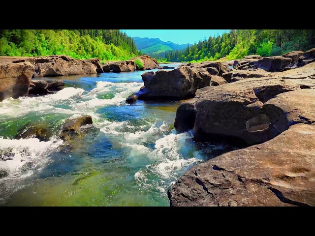 River's Whisper & Birdsong ✨ Nature Sounds for Sleep, Relaxation & Study