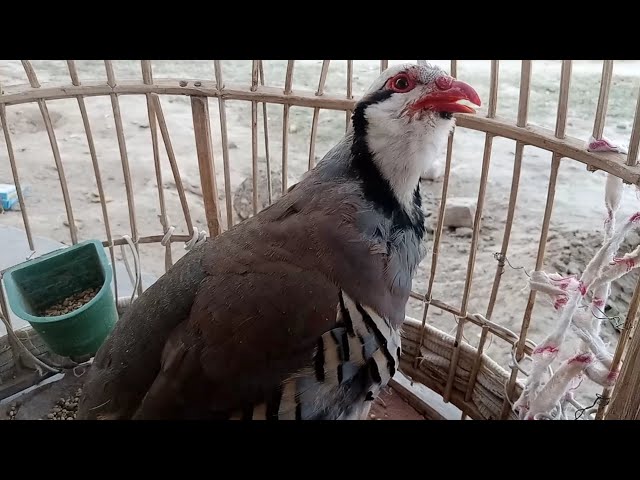 Chukar sound voice song | original chukar full sounds | voice of chukar bird