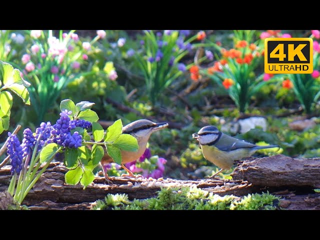 Cat TV for Cats to Watch 😺 Cute birds in the woods, sunny spring morning 🐦 10 Hours(4K)