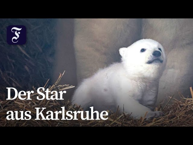 Erste Bilder vom Eisbär-Nachwuchs im Zoo Karlsruhe