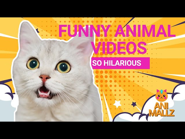 Funny Animal Videos Best of 2022 - Funny Animal Videos Compilation #5 | Animallz