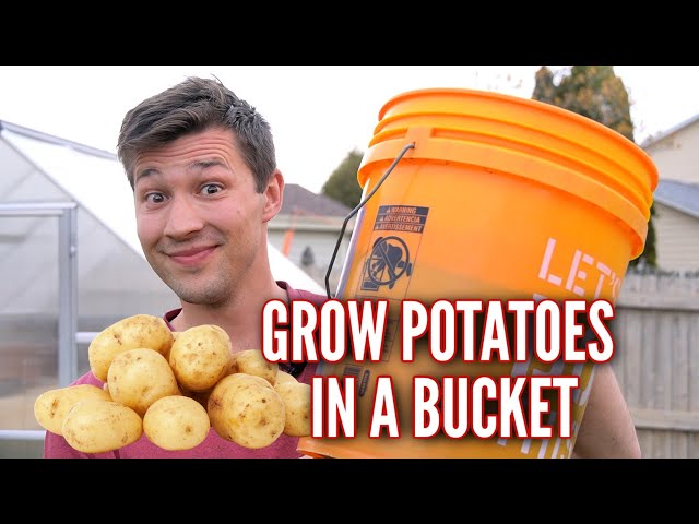 How to Grow POTATOES in a 5 GALLON BUCKET!