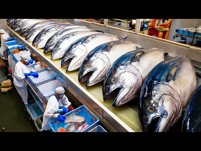 How Tuna Fish Is Caught & Turned into Canned Tuna | Behind the Scenes of Tuna Processing