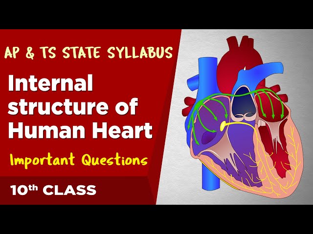 Internal structure of human heart | 10th class science biology | eduscope 10th science in telugu