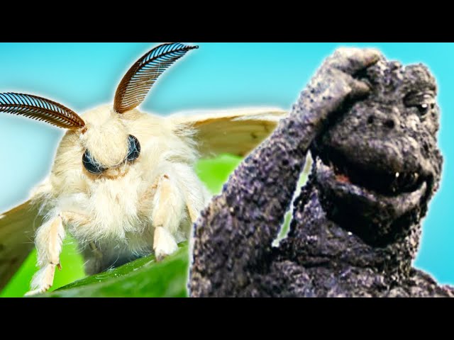 Why Does a Moth Fight Godzilla?!