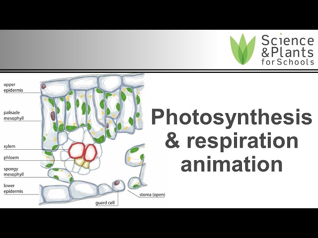 Photosynthesis & respiration in plants - animation 🌻🌞