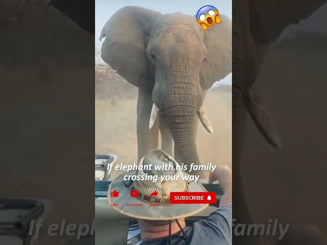 ANGRY Elephant Charges Safari Vehicle in South Africa TERRIFYING Moment! #shorts