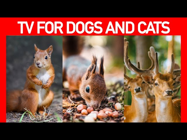 Dog and Cat TV: Relax Your Pets - 8 Hours of Birds, Squirrels and Calming Music for Pets to Watch