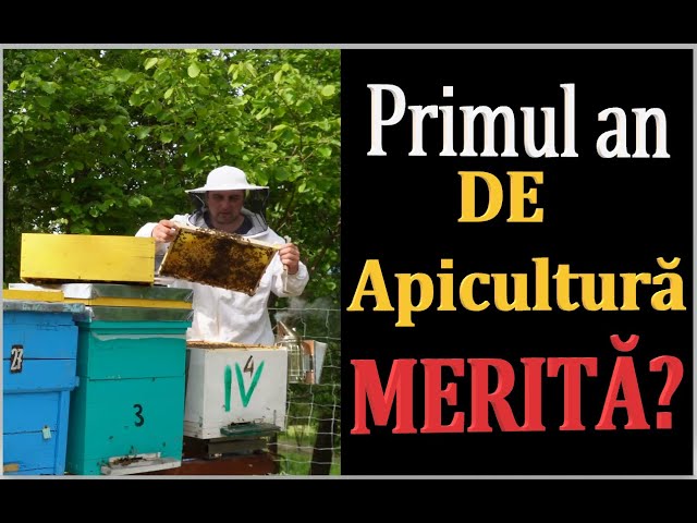 Primul an de apicultură! MERITĂ ? #OrășeanLaȚară!