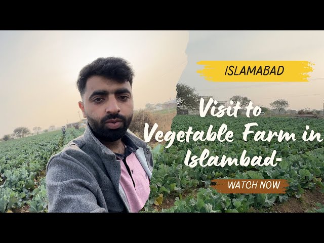 FIRST DAY IN PAKISTAN 🇵🇰 | VEGETABLE FARMING IN ISLAMABAD | VILLAGE VLOG