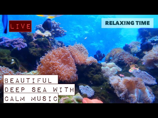 Deep Underwater • Relaxing Sleep Music in an Underwater Paradise  RELAXING TIME