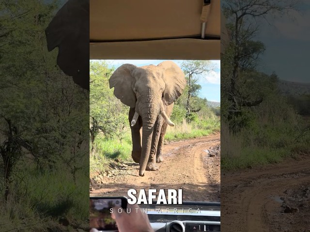 Insane Elephant Encounter - Close up at Pilanesberg Safrai - South Africa #shorts