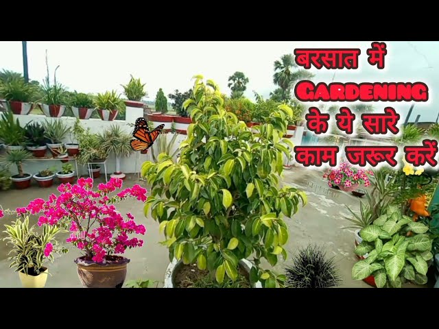 बारिश में Gardening के ये सारे काम हैं बहुत जरूरी 👍🏻#gardening #flowers #plants #terracegarden