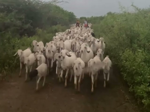 Importance of livestock in Somali world | wax tarka iyo dhaqashada Xoolaha Idajaa