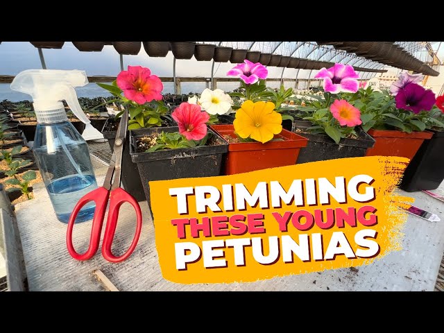 Trimming and Care for Young Petunias