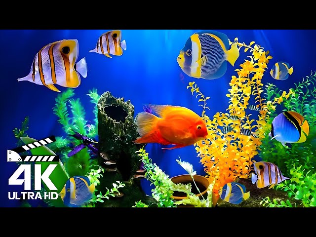 Dreamy Aquatic Illusions 4K (ULTRA HD) - Discover The Secrets Of UnderwaterStunning Sea Creatures