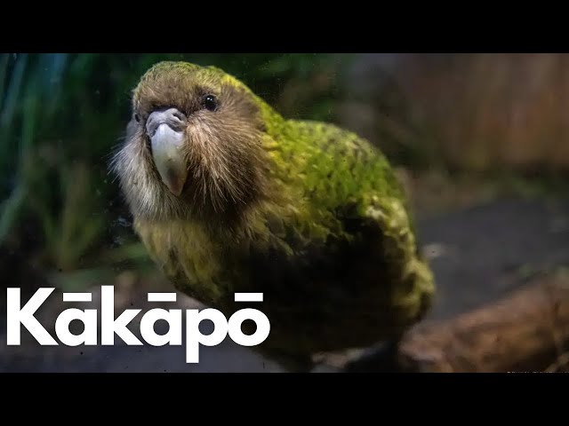 The Kākāpō: Nature's Night Parrot