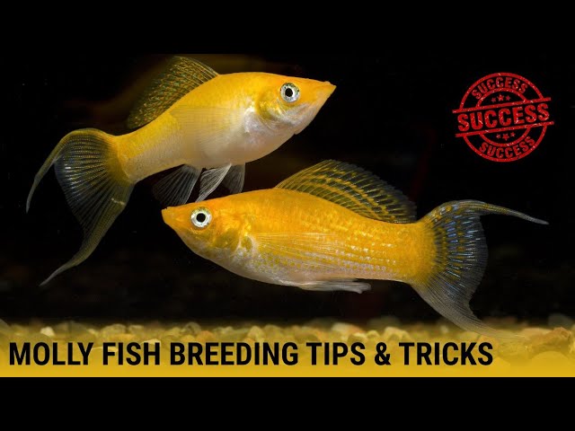 Molly Fish breeding tips | தமிழ் | Easy tricks | Pets for You