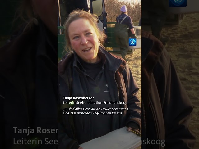 Nach zwei Monaten Aufzucht können vier junge Kegelrobben wieder in die Nordsee. #tagesschau