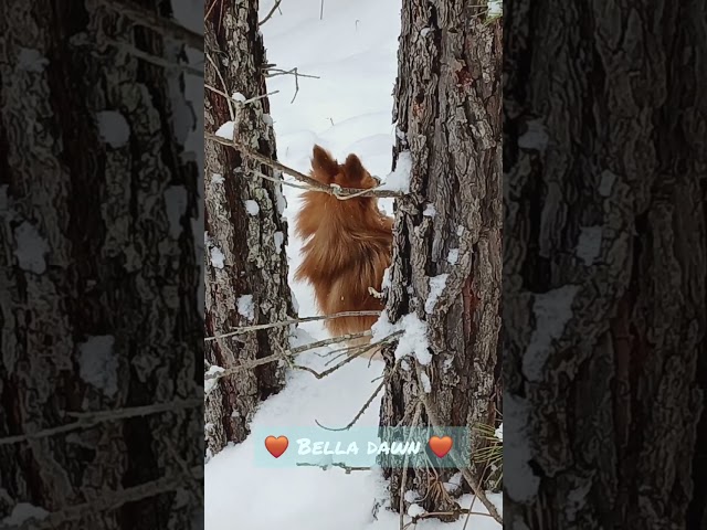 My sweet pomeranian Bella Dawn