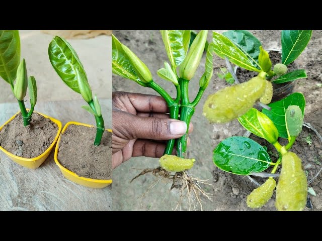 Jack Fruit Farming | Simple Technique For Grow Jackfruit Use Aloe Vera 100%