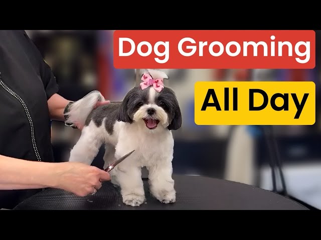 Thursday 2/6/2025 DOG Grooming ALL DAY!  Yorkie, Coton, Maltese, Poodle, Shih Tzu. New Poodle video!