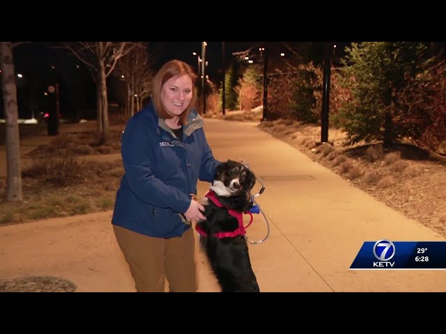 Adorable special guest joins meteorologist Caitlin Harvey for dog walk forecast