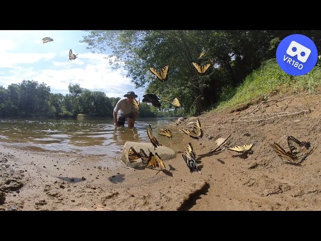 Swarming Swallowtail Butterflies in VR (Reading Rainbow Cover)