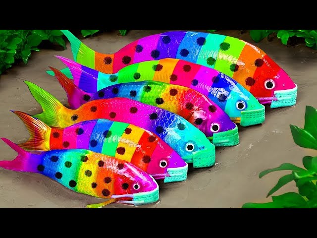 ASMR Stop Motion Satisfaction | Funny Koi Fish Go to the Zoo | Satisfaction Cooking Experiment