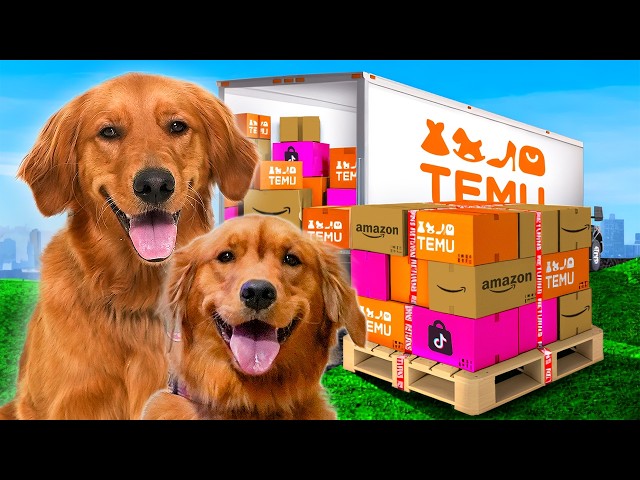 I Bought My Dogs 100 Toys!