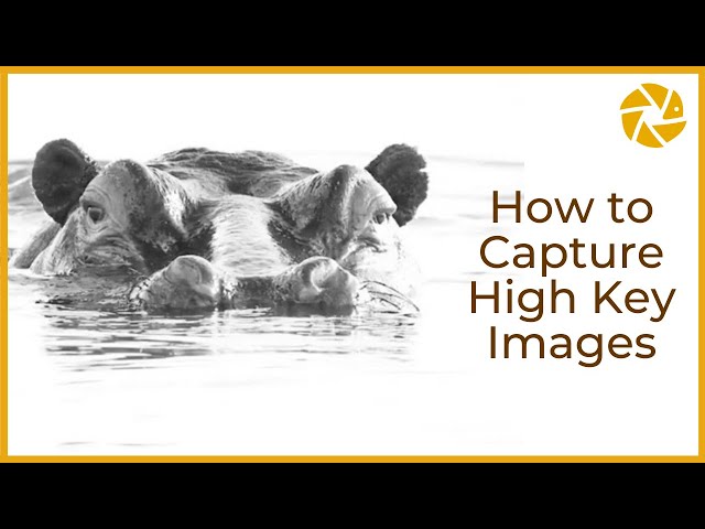 How To Shoot High Key Photography Outdoor | HIGH KEY HIPPO in the water.