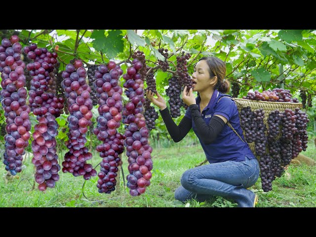 Harvesting Seedless Black Currant (Seedless Grapes) Go to the market to sell | Phuong - Harvesting