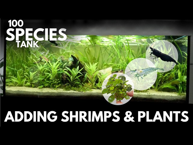 Adding SHRIMPS (Neocaridina and Amano Shrimp), Moss & Lobelia to 100 Species Tank (Episode 6)