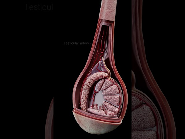 🔍#ANTOMIA3D CORDON ESPERMÁTICO🔍