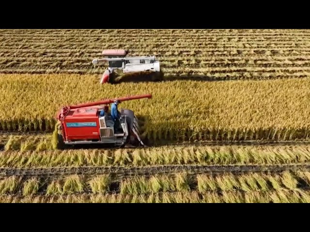 Science in Modernization: China boosts food security with tech breakthroughs in agriculture